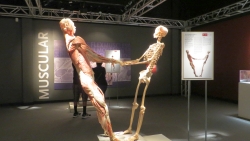 Bodies and Titanic Exhibits - Human Skeleton